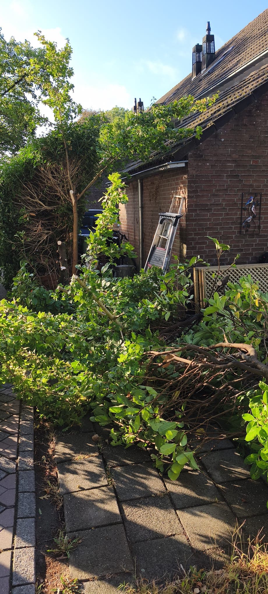 Tree pruning in progress with cut branches piled on the path